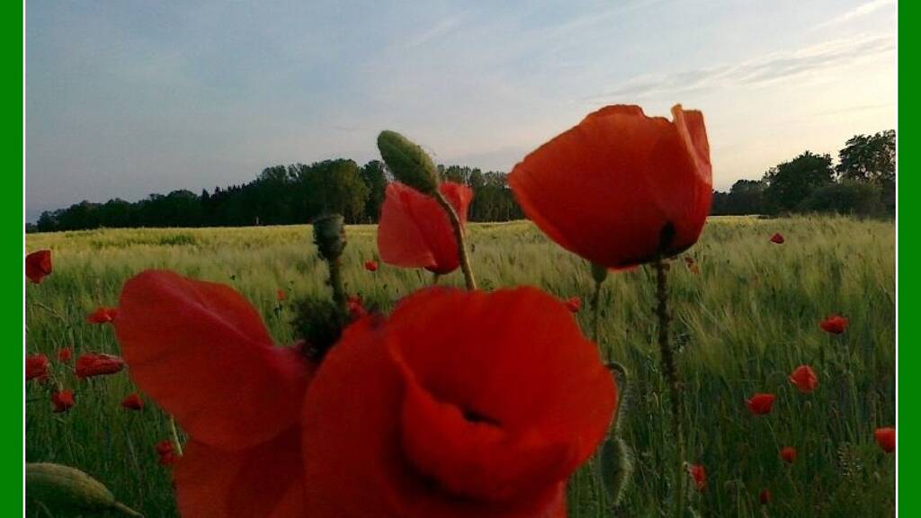 Land-/Forstwirtschaft zum Kauf 35.000 € 17.096 m² Grundstück Gander Lieberose 15868