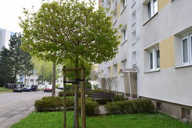 Wohnung zur Miete 305 € 4 Zimmer 68 m² 1. Geschoss frei ab sofort Magdeborner Straße 17 Borna Borna 04552