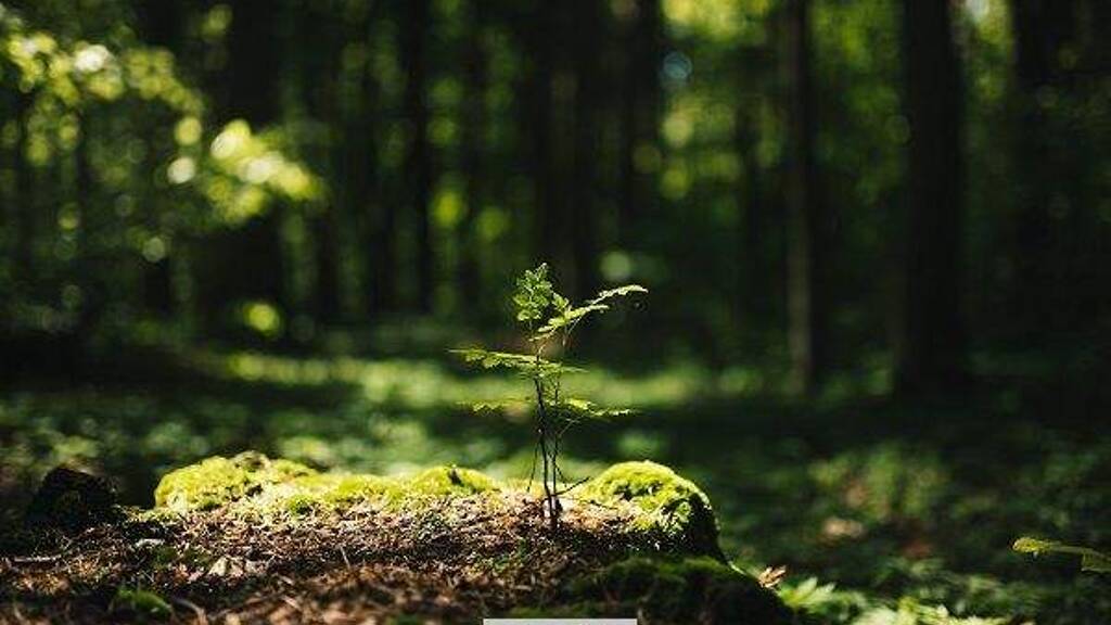 Land-/Forstwirtschaft zum Kauf 6.920 € 9.104 m² Grundstück Klein Schönhagen Gumtow 16866