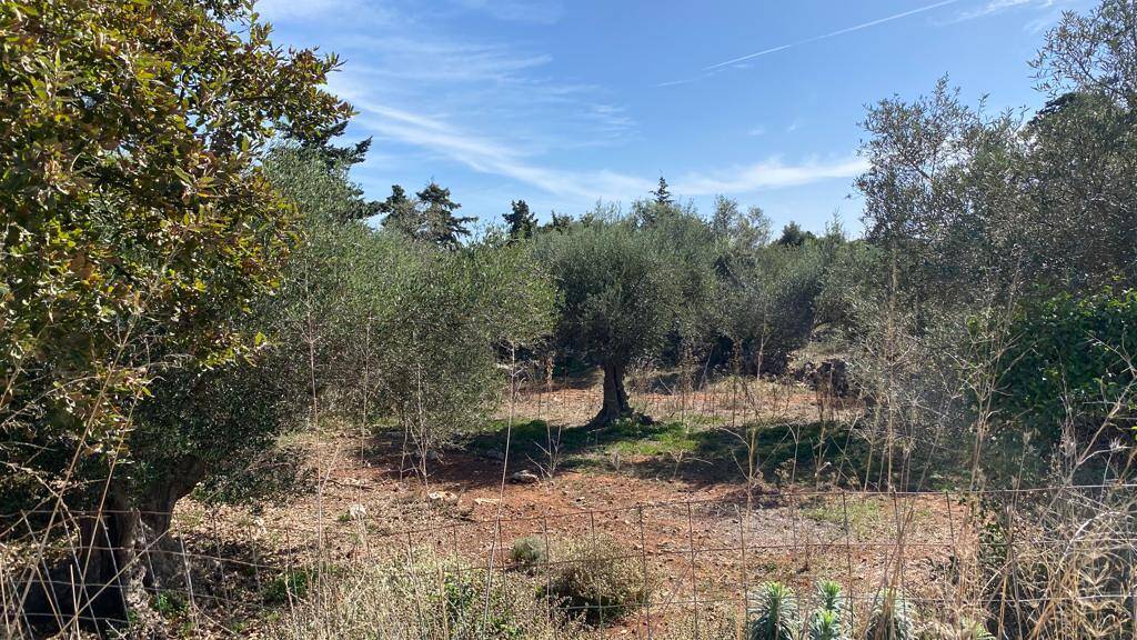 Land-/Forstwirtschaft zum Kauf 200.000 € 5.687 m² Grundstück Kreta