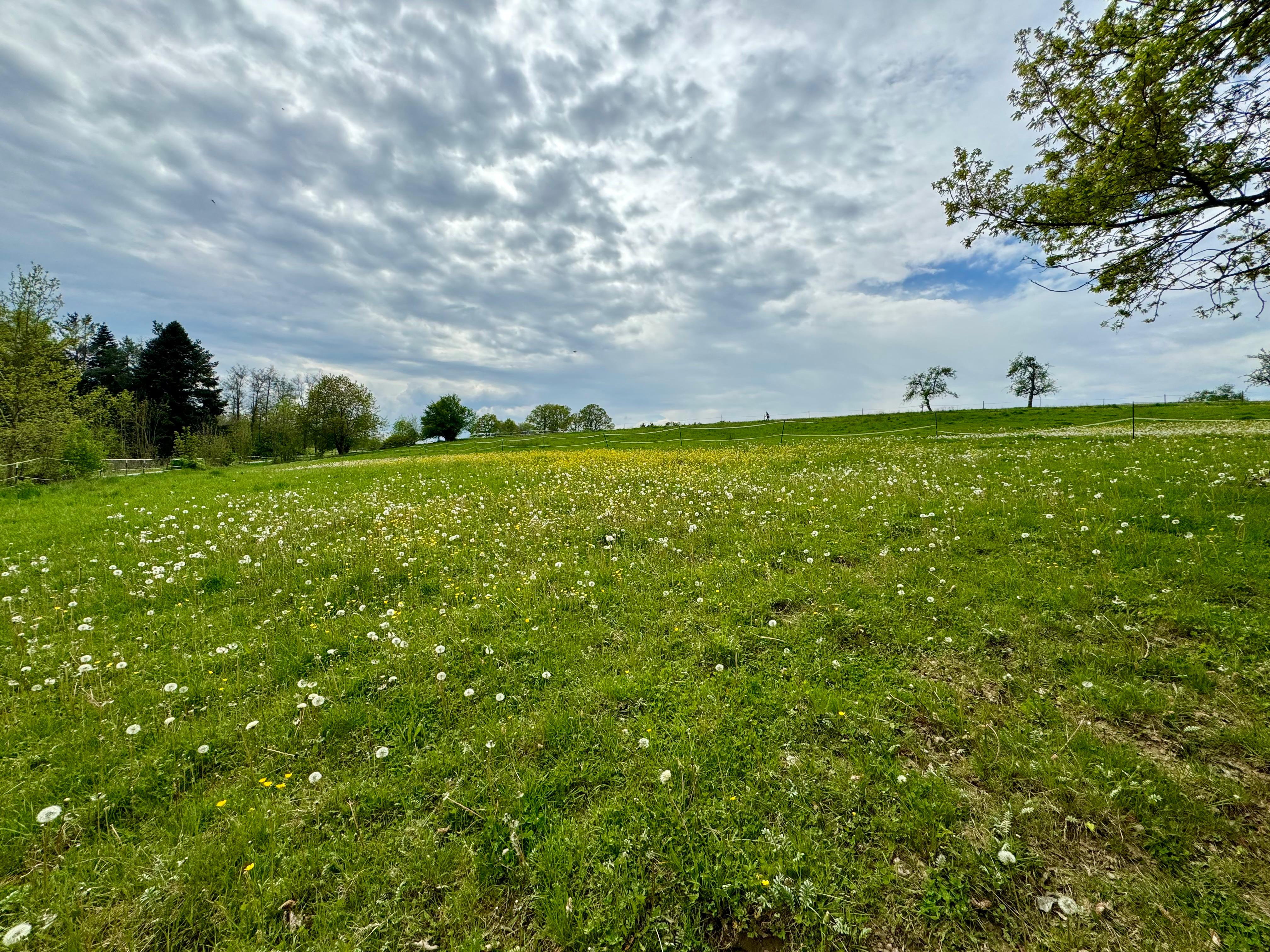 Mehrfamilienhaus zum Kauf 570.000 € 9 Zimmer 280 m²<br/>Wohnfläche 4.500 m²<br/>Grundstück Mietingen Mietingen 88487