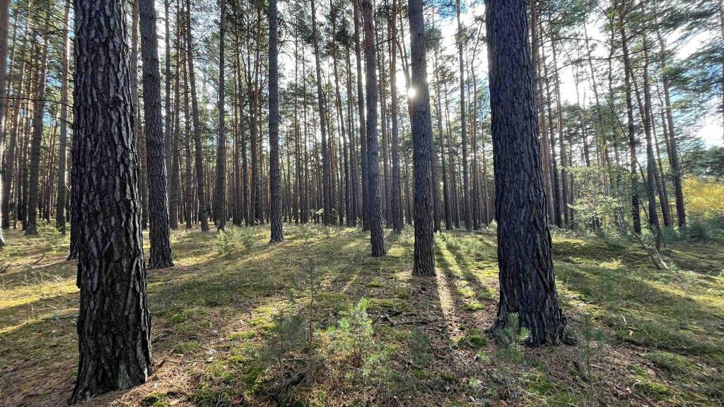 Forstwirtschaft zum Kauf 23.000 € 26.042 m² Grundstück Klein Mehßow Calau 03205