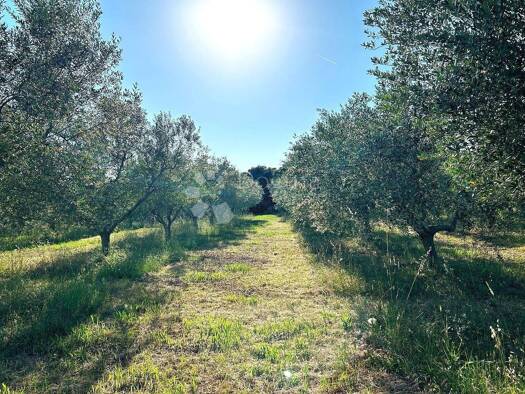 Acker-/Waldstück zum Kauf 145.000 € Rovinj Rovinj 52210