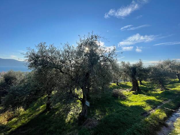 Grundstück zum Kauf 159.000 € 4.985 m² Grundstück Toscolano 25088