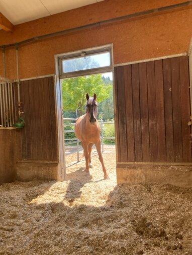 Reiterhof zum Kauf 70.000 m² Grundstück Madenreuthe 14 Meckenbeuren Meckenbeuren 88074