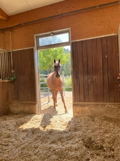 Reiterhof zum Kauf 70.000 m² Grundstück Madenreuthe 14 Meckenbeuren Meckenbeuren 88074