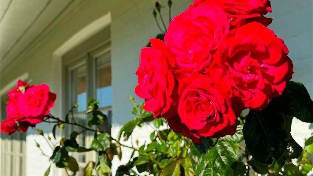 Einfamilienhaus zur Miete - Erstbezug 7 Zimmer 385 m² 1.469 m² Grundstück Keitum Sylt 25980