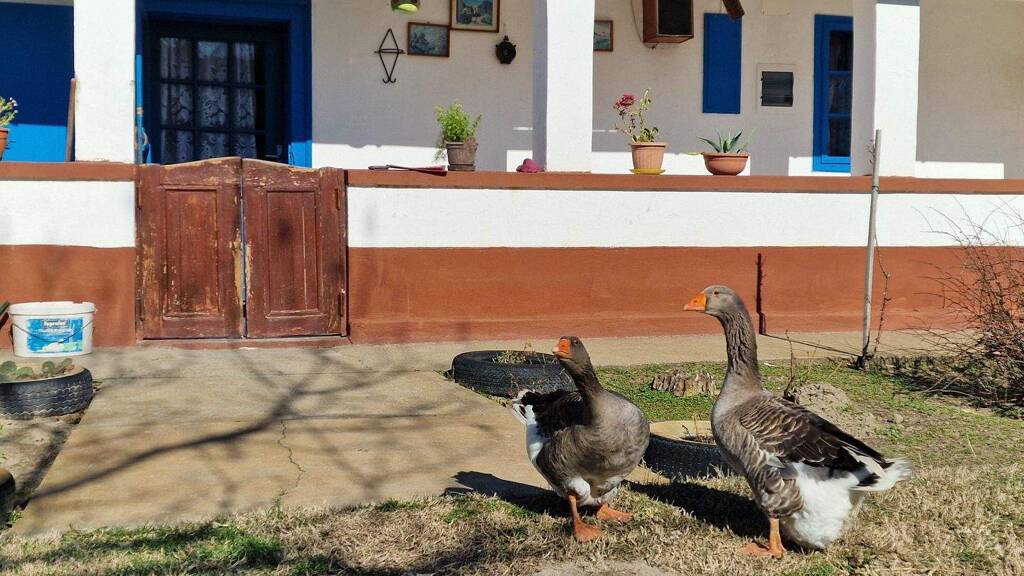 Bauernhof zum Kauf 31.000 € 49 m² 1.950 m² Grundstück im Aussenbereich Kiskorös 6200