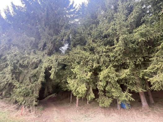 Land-/Forstwirtschaft zum Kauf 125.000 € 45.280 m² Grundstück Vohenstrauß Vohenstrauß / Böhmischbruck 92648