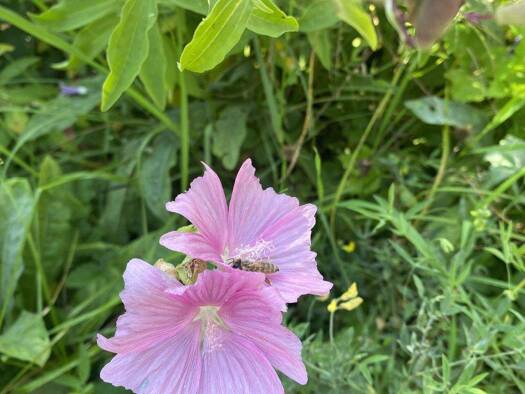 Grundstück zum Kauf 250.000 € 420 m² Grundstück Hagenheim Hofstetten Hagenheim 86928