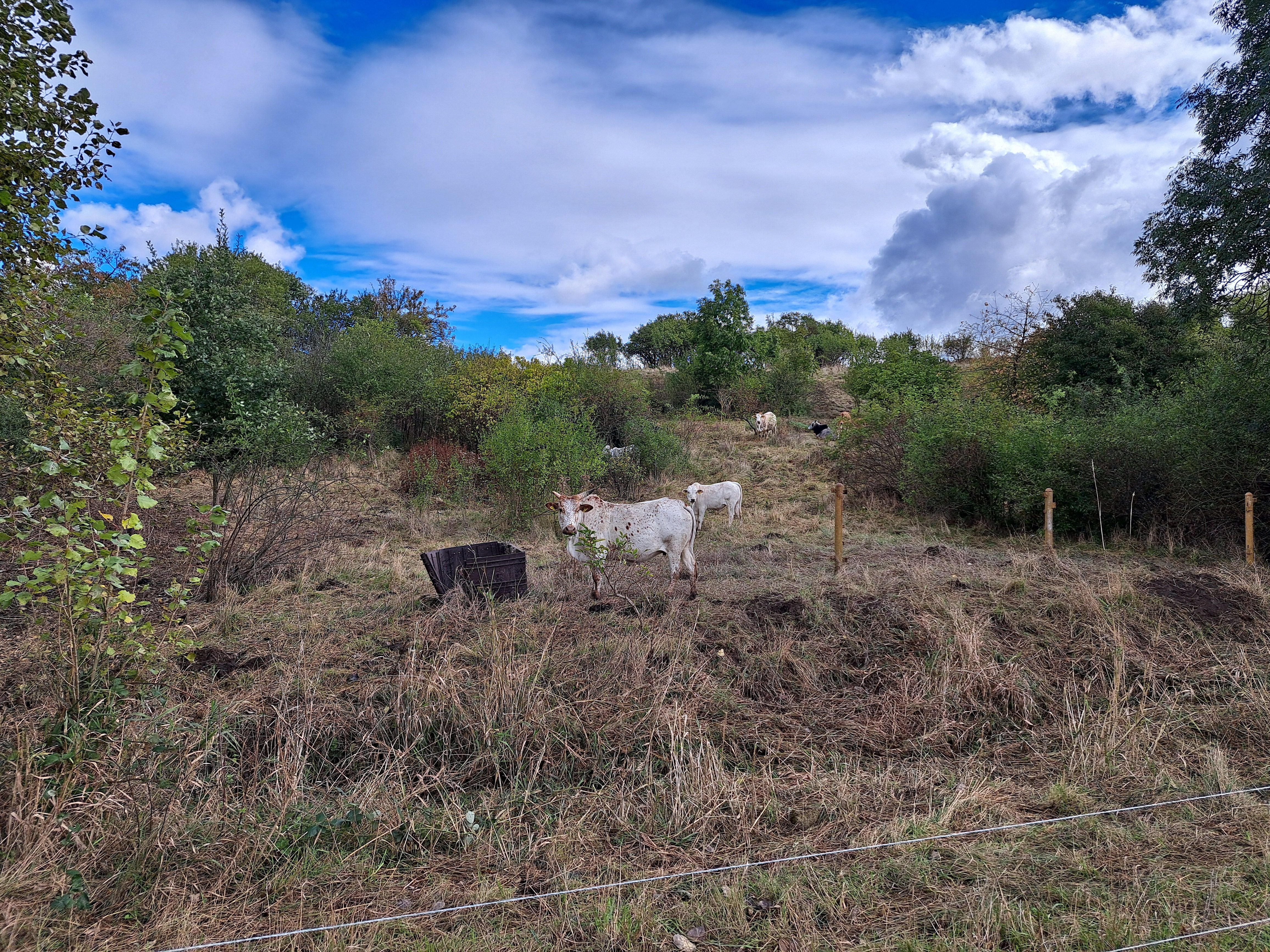 Landwirtschaftliche Fläche zur Miete provisionsfrei 63,11 € 12.622 m²<br/>Grundstück Schötener Straße Herressen-Sulzbach Apolda 99510