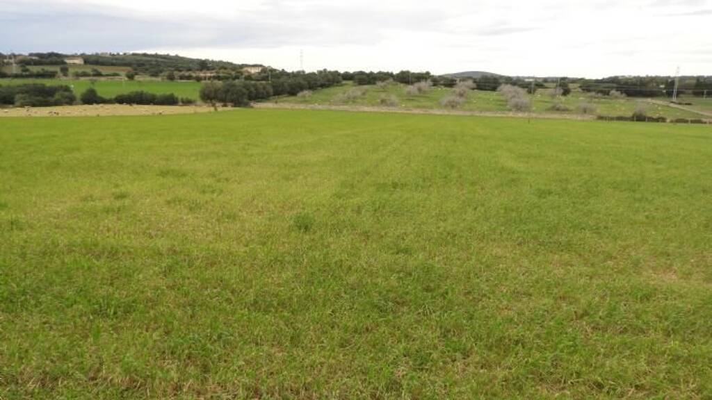 Grundstück zum Kauf provisionsfrei 46.000 m² Grundstück Manacor 07500