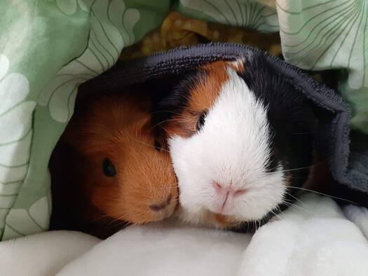 Einfamilienhaus zum Kauf provisionsfrei 469.990 € 5 Zimmer 154 m² 750 m² Grundstück Schneppendorf Zwickau 08058