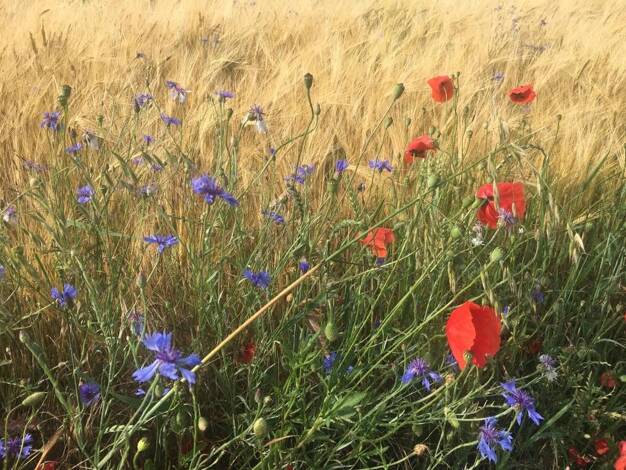 Einfamilienhaus zum Kauf 498.664 € 4 Zimmer 123 m² 527 m² Grundstück Külsheim 97900