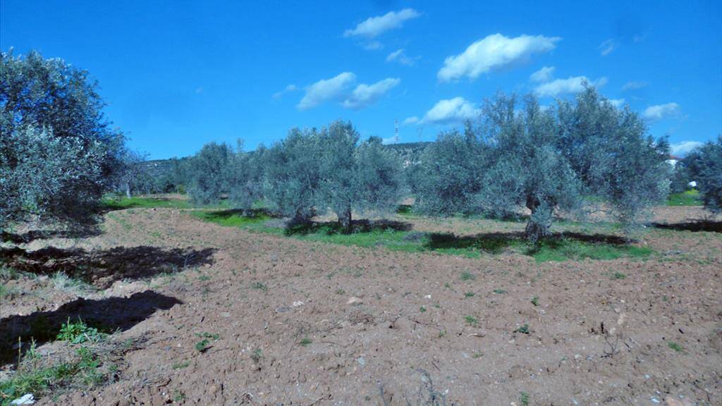 Land-/Forstwirtschaft zum Kauf 250.000 € 3.500 m² Grundstück Eubia