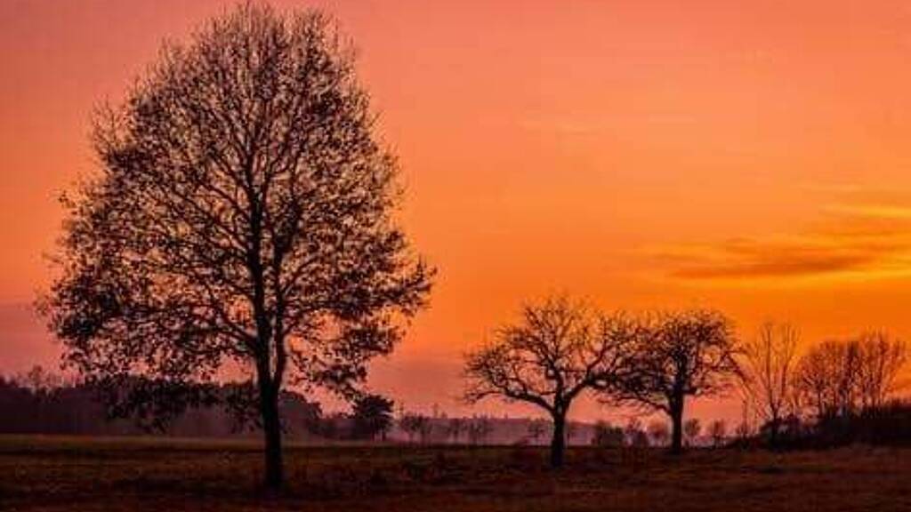 Grundstück zum Kauf 256.000 € 261 m² Grundstück Seligenstadt 63500