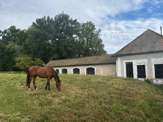 Landwirtschaftliche Fläche zur Miete provisionsfrei 1.200 € 9.000 m² Grundstück de Bassus-Straße 3 Sandersdorf Altmannstein 93336