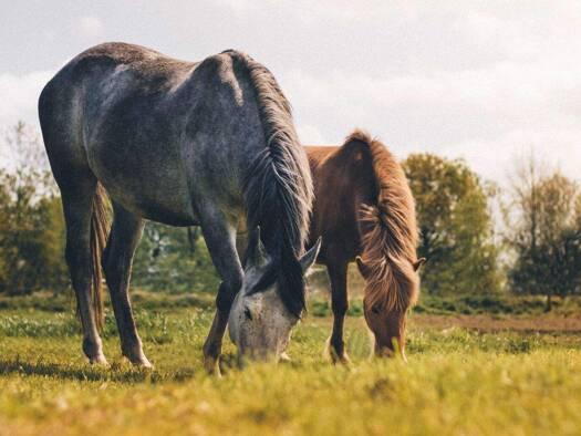 Bauernhaus zum Kauf provisionsfrei 1.750.000 € 225 m² 200.000 m² Grundstück Rottweil 78628