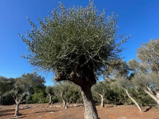 Grundstück zum Kauf 790.000 € 61.000 m² Grundstück Felanitx 07200