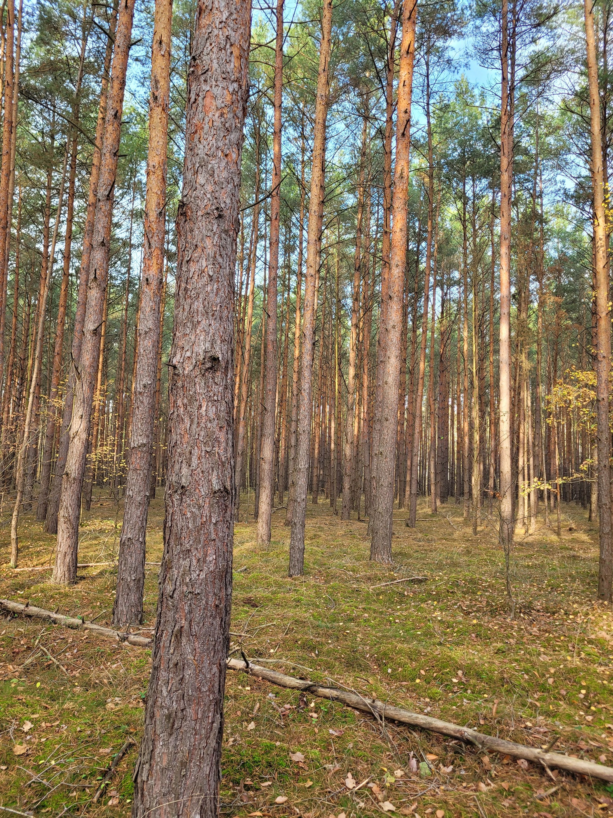 Land-/Forstwirtschaft zum Kauf 97.500 € 110.100 m²<br/>Fläche Kloster Zinna Jüterbog 14913