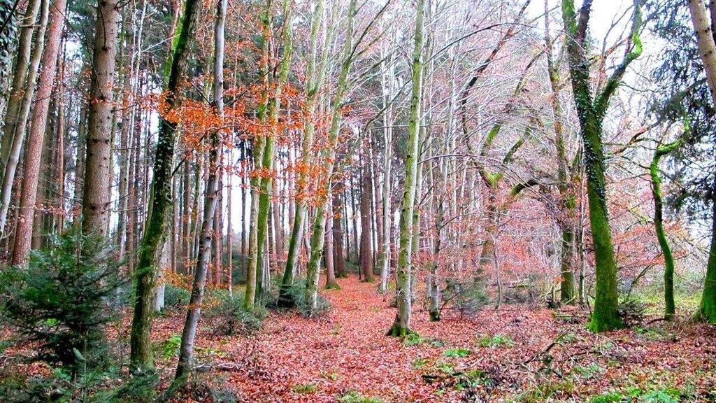 Forstwirtschaft zum Kauf 238.000 € 27.422 m² Grundstück Weitgassing Taching am See 83373