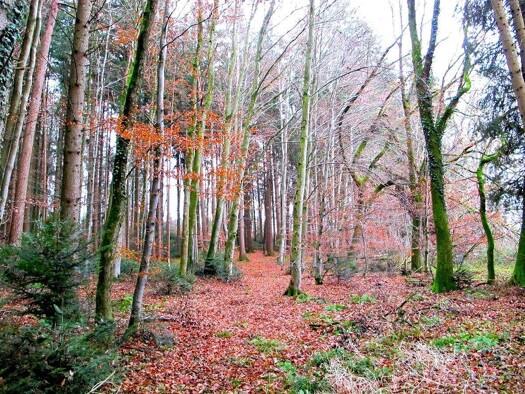 Forstwirtschaft zum Kauf 238.000 € 27.422 m² Grundstück Weitgassing Taching a. See 83373
