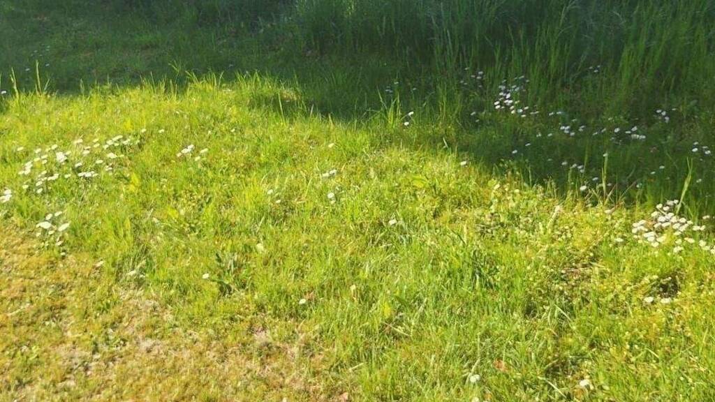 Grundstück zum Kauf 36.450 € 810 m² Grundstück Bösel Lüchow 29439