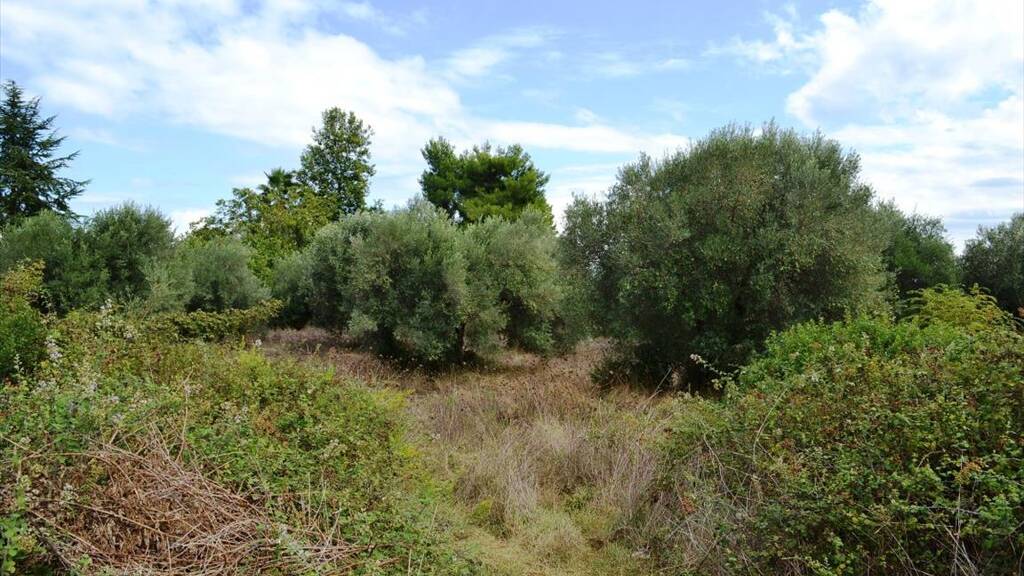 Land-/Forstwirtschaft zum Kauf 1.500.000 € 8.100 m² Grundstück Chalkidiki