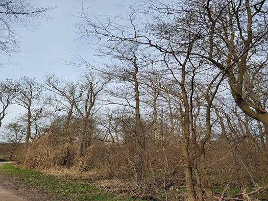 Land-/Forstwirtschaft zum Kauf 13.290 € Schönow Schwedt 16303