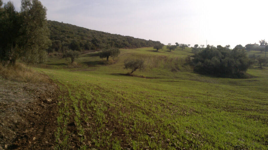 Land-/Forstwirtschaft zum Kauf 2.500.000 € 45.000 m² Grundstück Chalkidiki