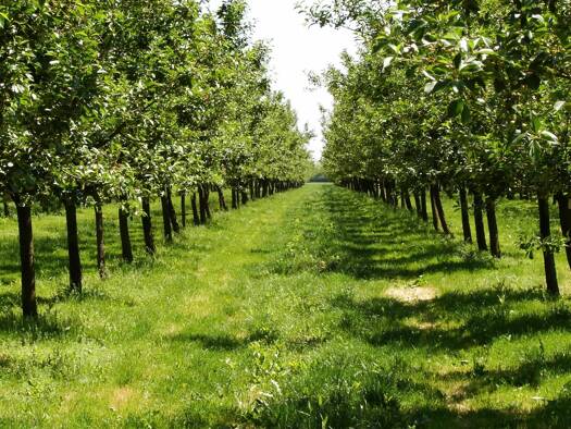Grundstück zum Kauf 60.000 m² Grundstück Leifers 39055