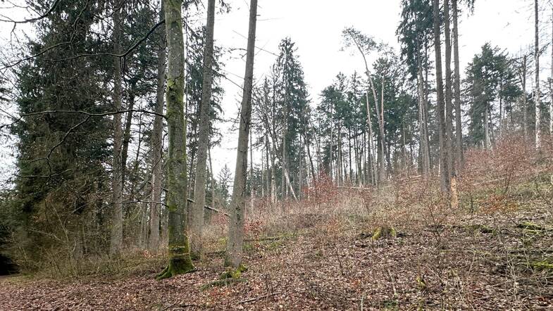 Land-/Forstwirtschaft zum Kauf 62.000 € 24.810 m² Grundstück Weigendorf Weigendorf 91249
