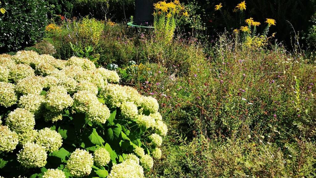 Terrassenwohnung zur Miete 1.150 € 4 Zimmer 100 m² Geschoss EG/3 frei ab 01.04.2026 Fischbach Friedrichshafen 88048