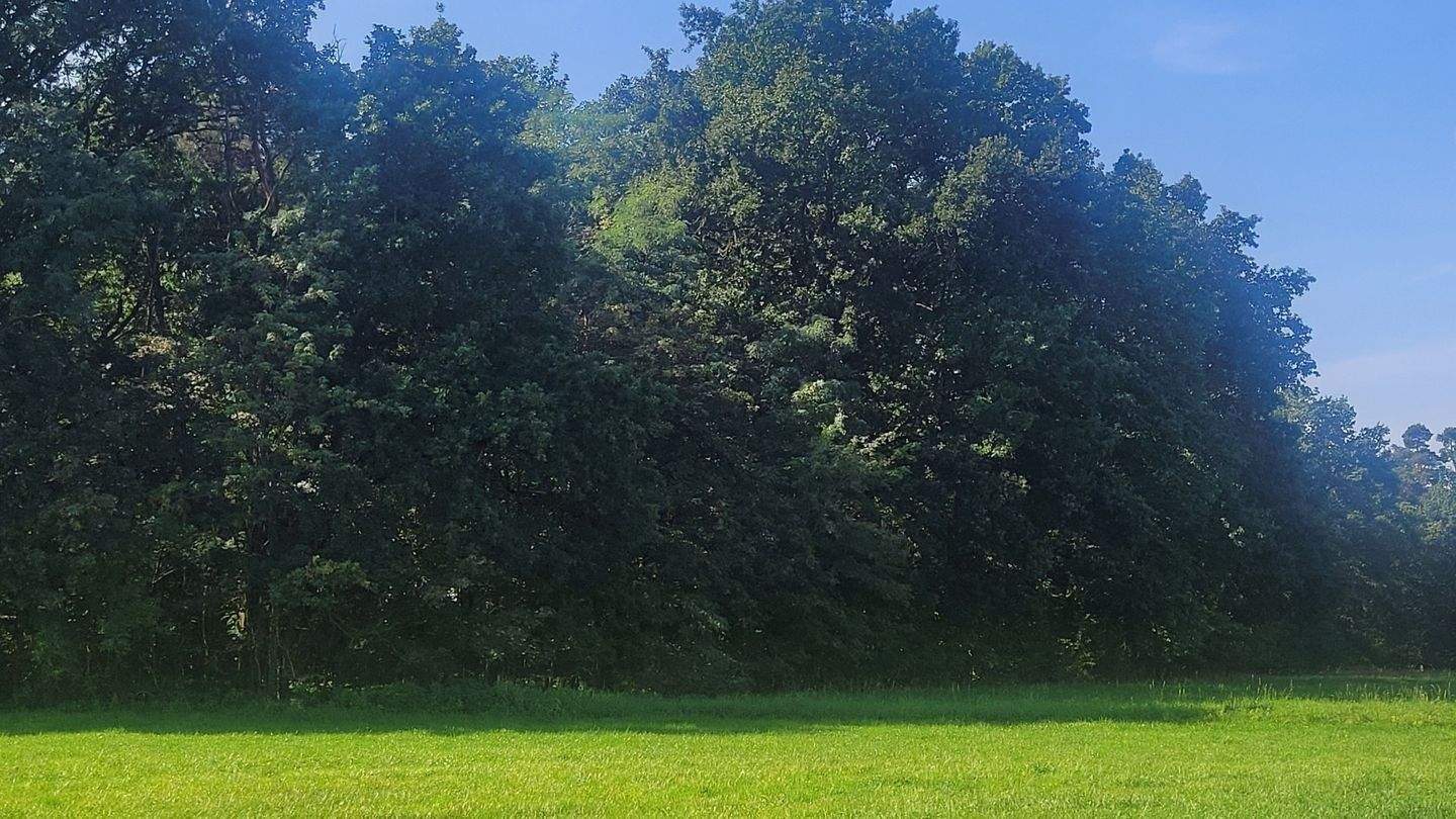 Forstwirtschaft zum Kauf - Ansicht 3