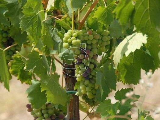 Einfamilienhaus zum Kauf 4.000.000 € 3 Zimmer 120.000 m² Grundstück Gaiole in Chianti