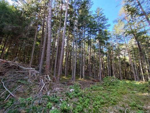 Land-/Forstwirtschaft zum Kauf 98.000 € 46.037 m² Grundstück Oberschütt Villach 9587