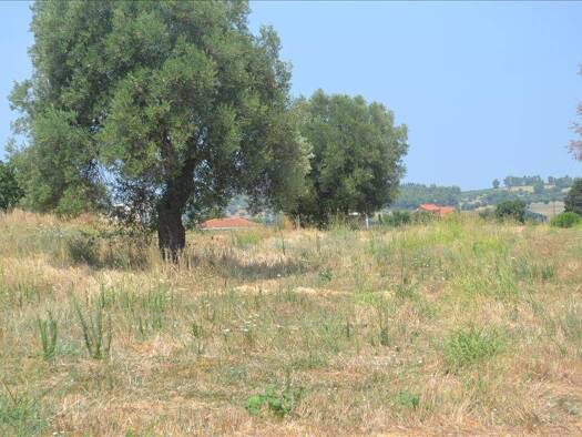 Land-/Forstwirtschaft zum Kauf 475.000 € 15.500 m² Grundstück Chalkidiki
