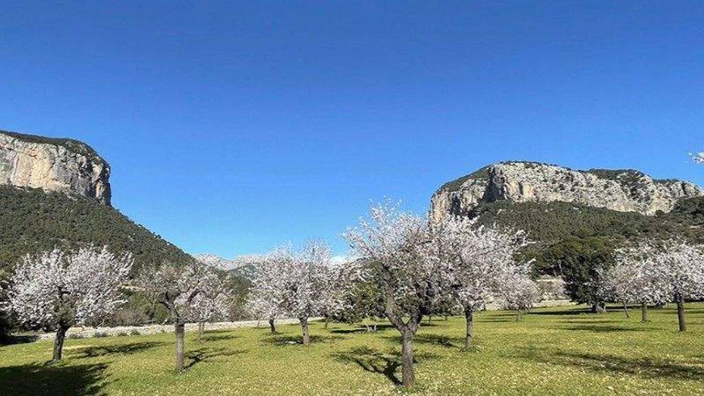 Landhaus zum Kauf 5.500.000 € 7 Zimmer 700 m² 7.000 m² Grundstück Alaró 07340