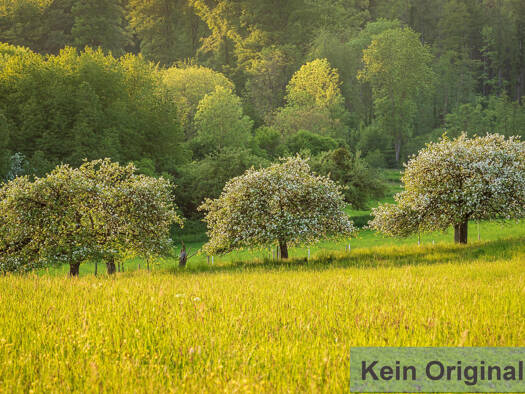 Land-/Forstwirtschaft zum Kauf 42.000 € 29.355 m² Grundstück Oberfellendorf Wiesenttal 91346