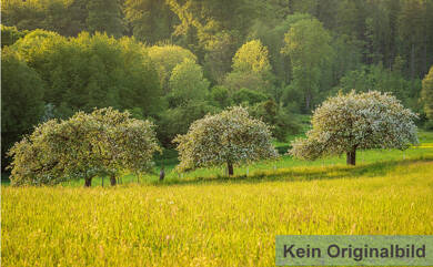Land-/Forstwirtschaft zum Kauf 62.000 € 29.355 m² Grundstück Oberfellendorf Wiesenttal 91346