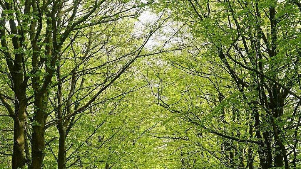 Wohnung zum Kauf provisionsfrei 417.125 € 3 Zimmer 117,5 m² EG Ullersdorf Radeberg 01454