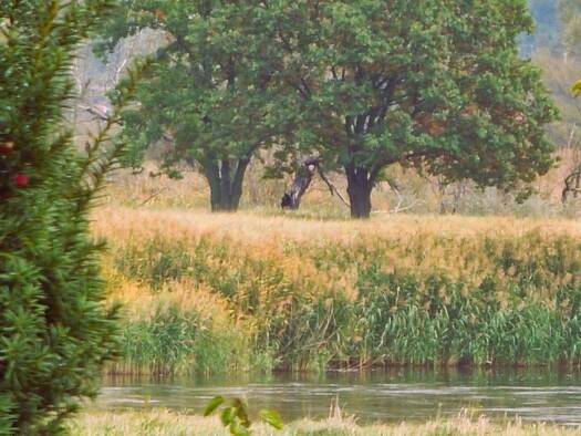 Bauernhaus zum Kauf 395.000 € 10 Zimmer 185 m² 2.160 m² Grundstück Neubleyen Bleyen-Genschmar 15328