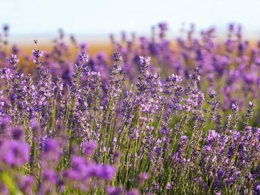 Grundstück zum Kauf 890.000 € 900 m² Grundstück Stetten Lörrach 79539