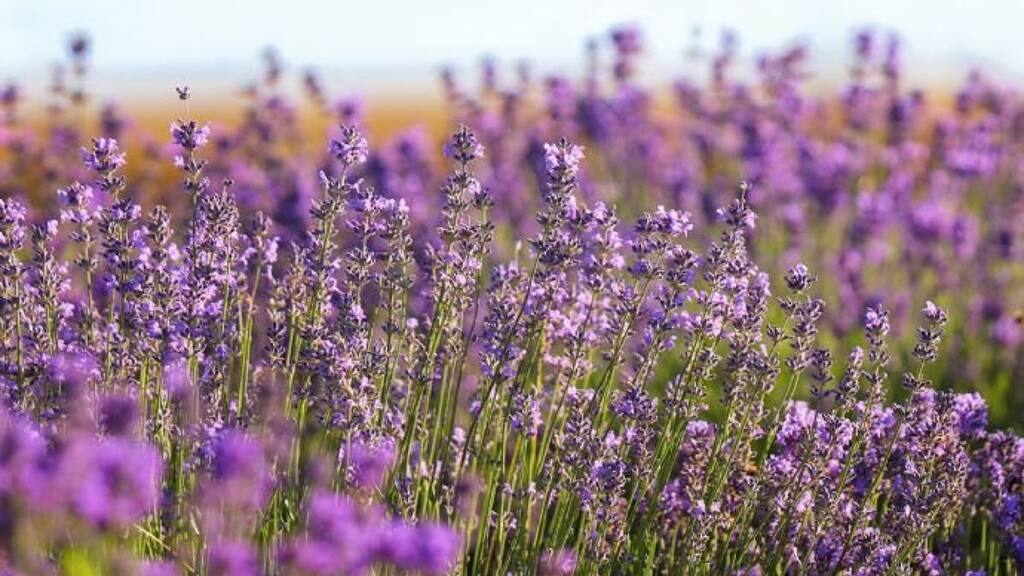 Grundstück zum Kauf 890.000 € 900 m² Grundstück Stetten Lörrach 79539