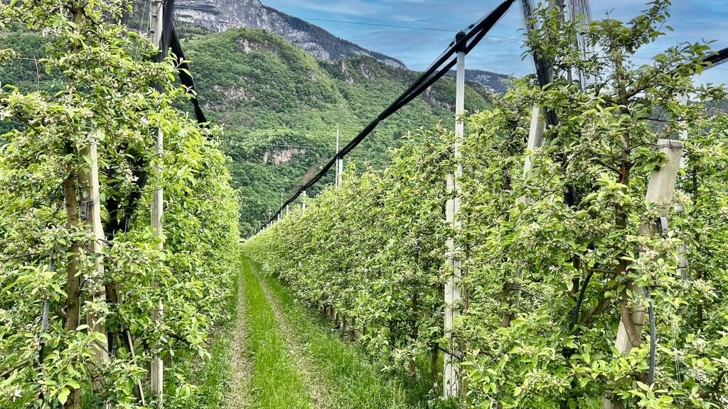 Land-/Forstwirtschaft zum Kauf 7.854 m² Grundstück Frangart 39057