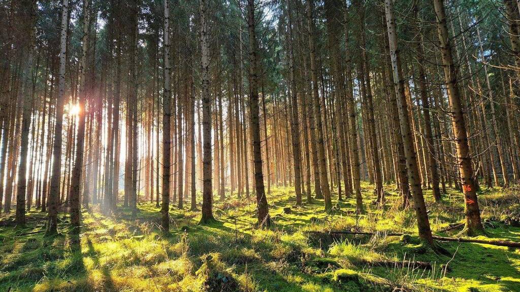 Forstwirtschaft zum Kauf 429.000 € 123.084 m² Grundstück Olgishofen Kirchhaslach 87755