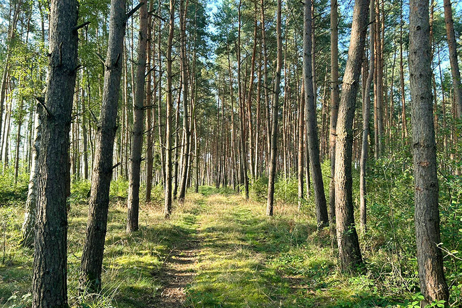 Land-/Forstwirtschaft zum Kauf 237.600 € 180.000 m²<br/>Grundstück Steinfeld Steinfeld (Altmark) 39599