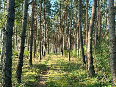 Land-/Forstwirtschaft zum Kauf 190.000 € 180.000 m² Grundstück Steinfeld Steinfeld (Altmark) 39599