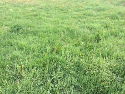 Grundstück zum Kauf provisionsfrei 9.500.000 € 156.000 m² Grundstück Böllberg-Wörmlitz Halle 06128