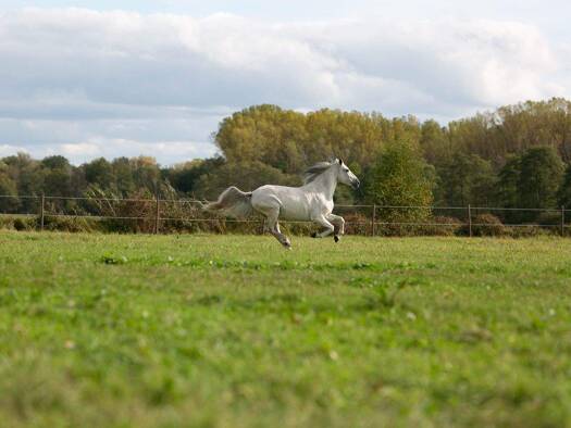Land-/Forstwirtschaft zum Kauf 30.000 m² Wald-Erlenbach Heppenheim 64646